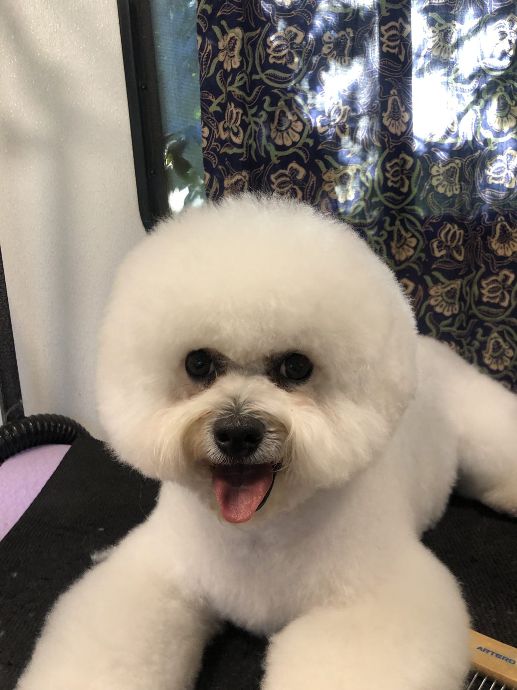 Bichon Frise, round fluffy cut