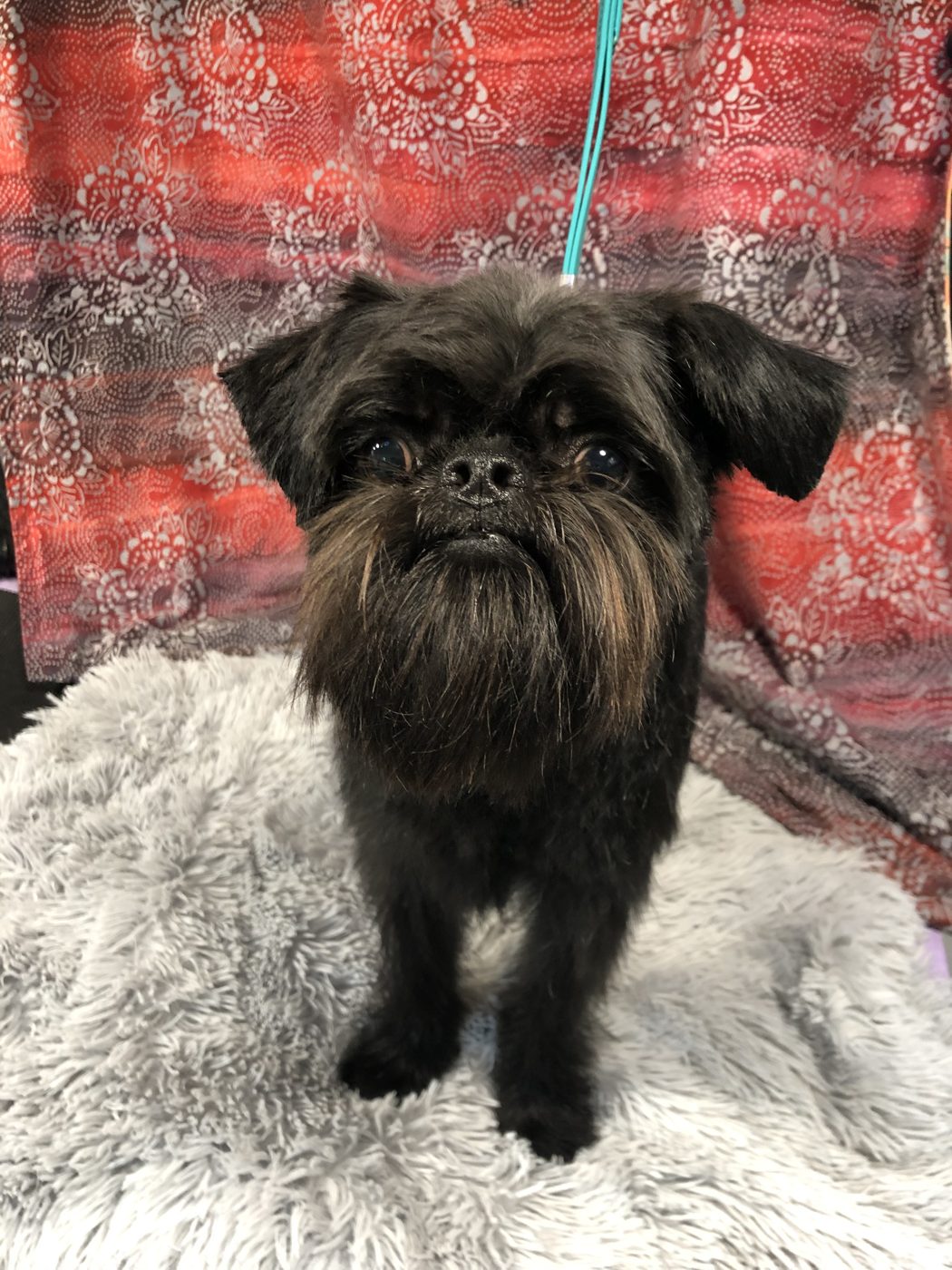 Black Brussels Griffon after grooming