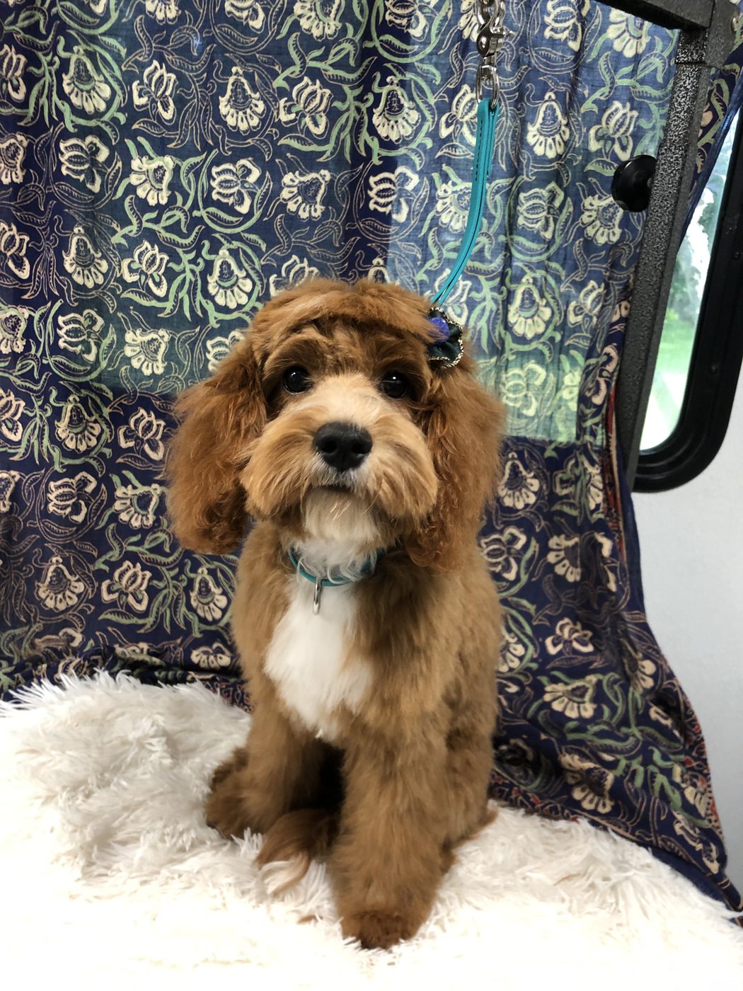 Brown and white Cavapoo puppy with a flower clip
