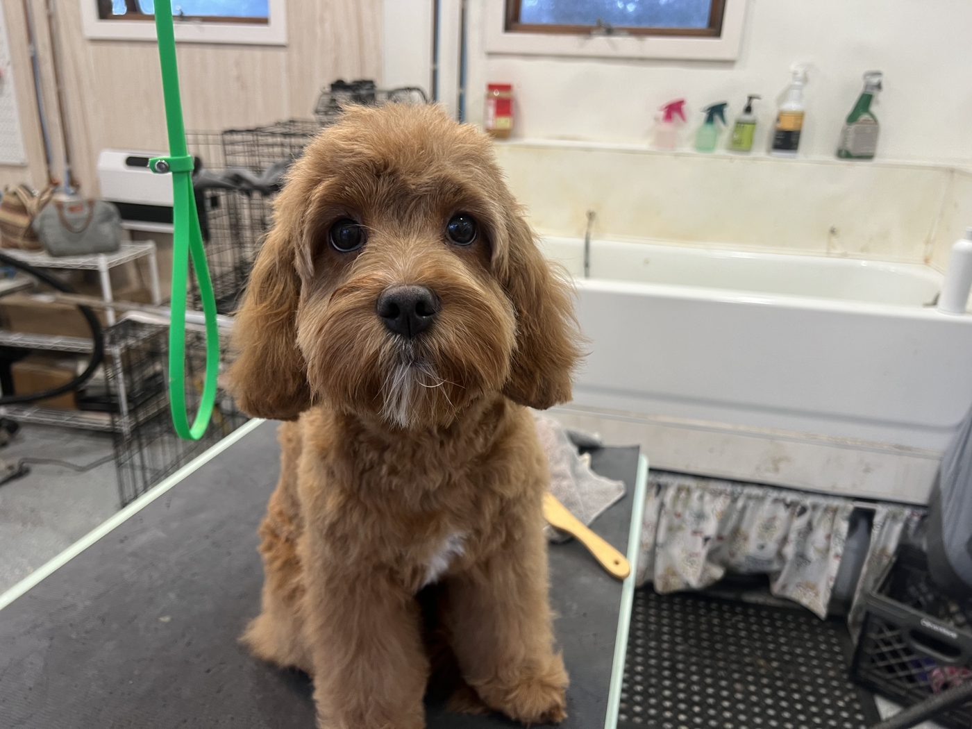 Red Cavapoo after grooming