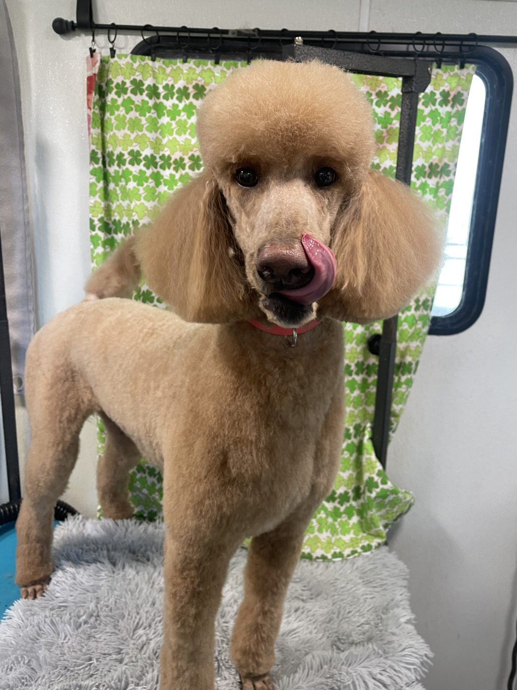 Apricot standard poodle after grooming