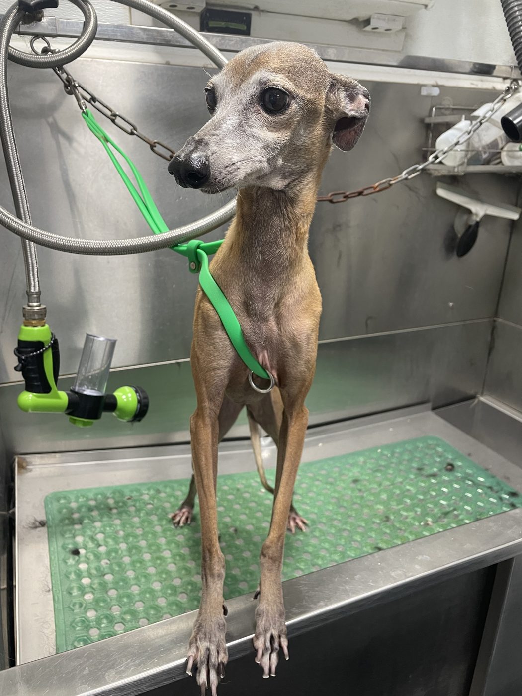 Italian Greyhound standing in the grooming tub