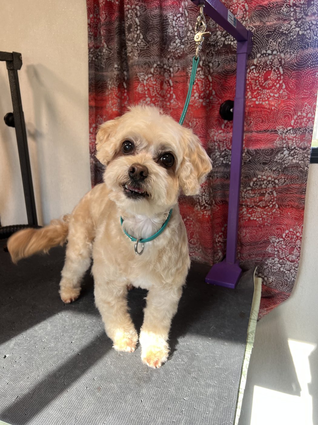 Cream colored mixed breed dog after grooming