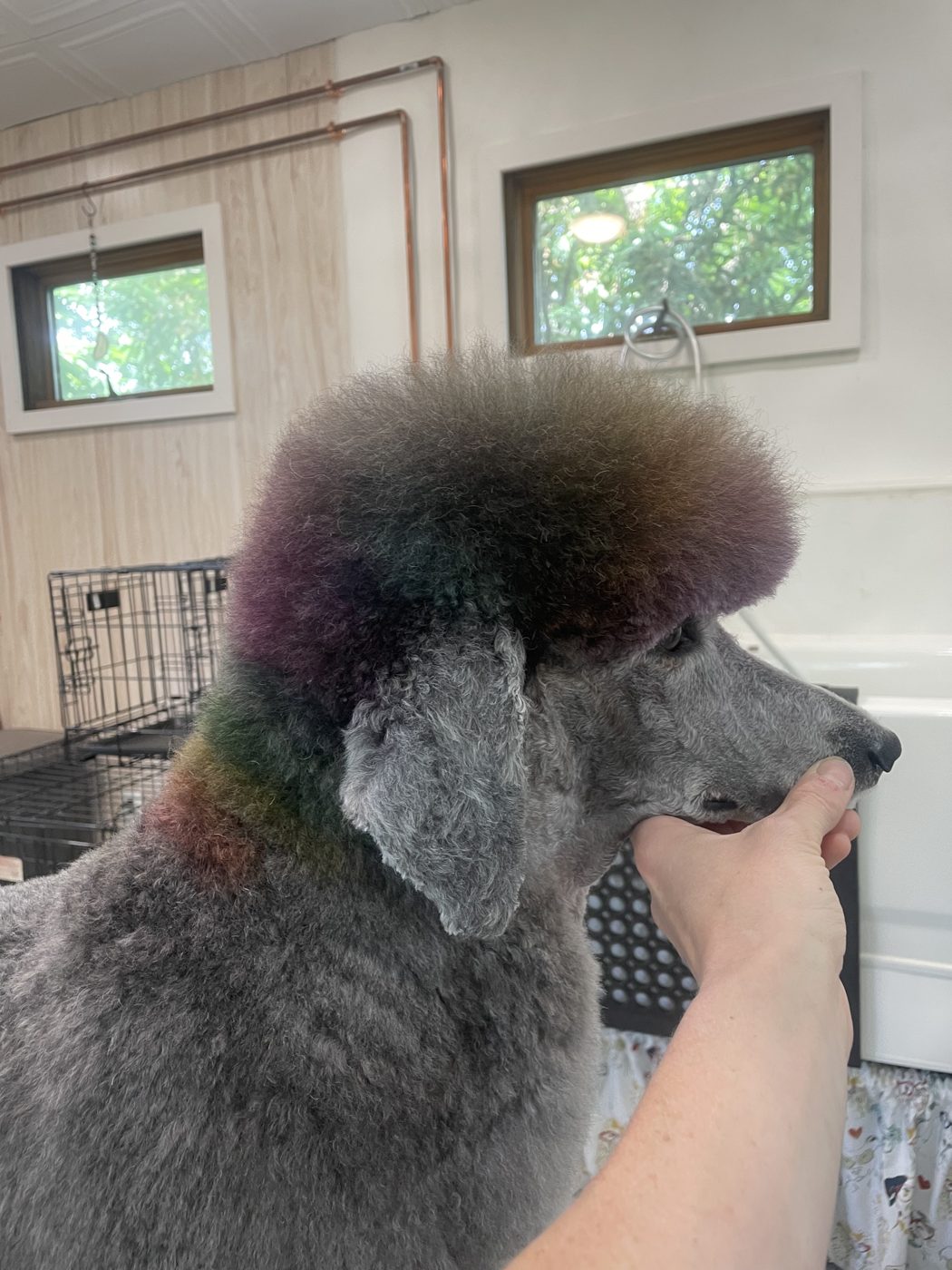 Standard poodle with rainbow dyed ears