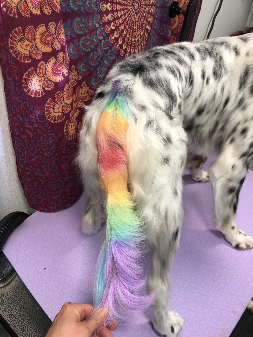 Merle dog with a rainbow dyed tail