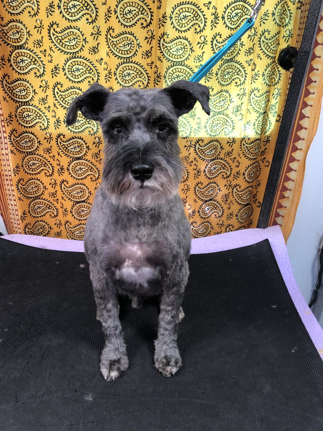 Miniature Schnauzer after grooming