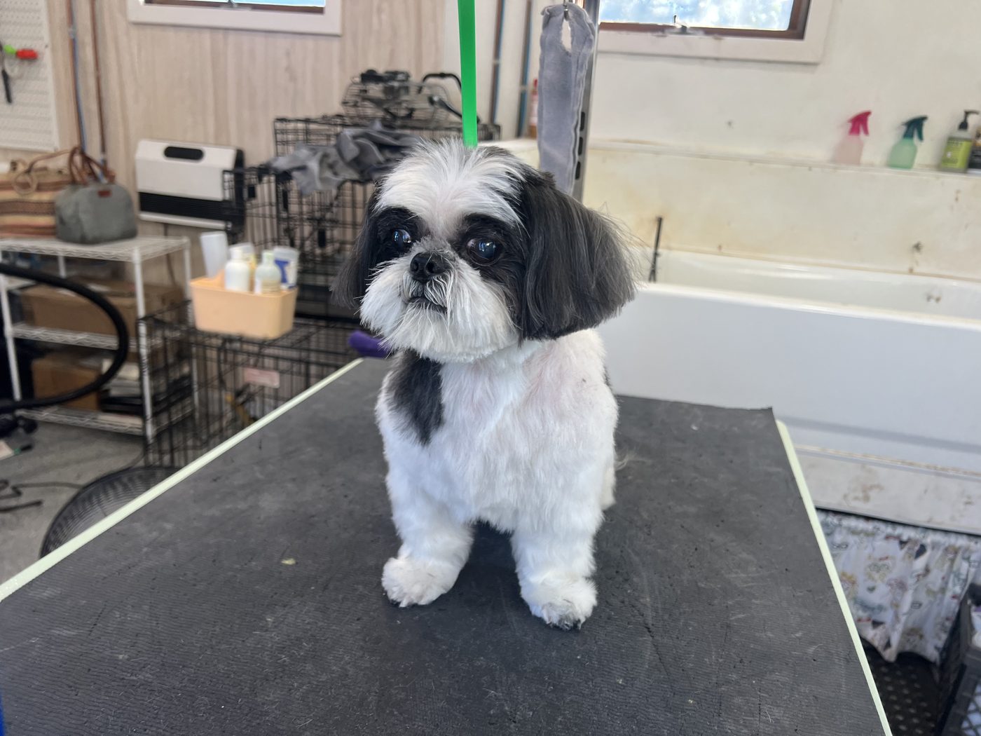 Black and white Shih Tzu after grooming