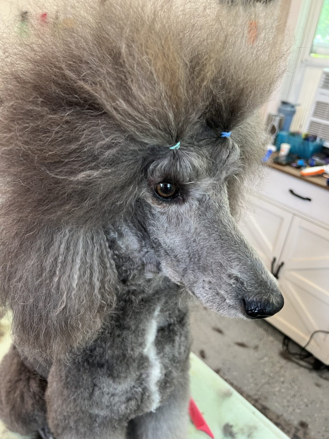 Standard poodle close up, freshly groomed face