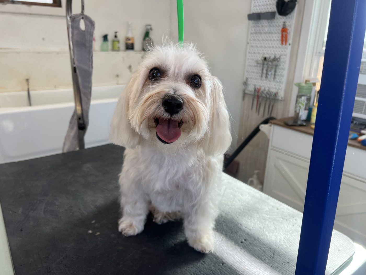 White terrier mix, happy and freshly groomed