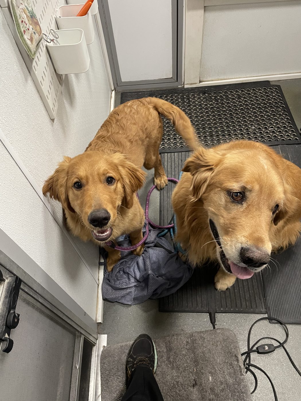 Two Golden Retrievers after grooming