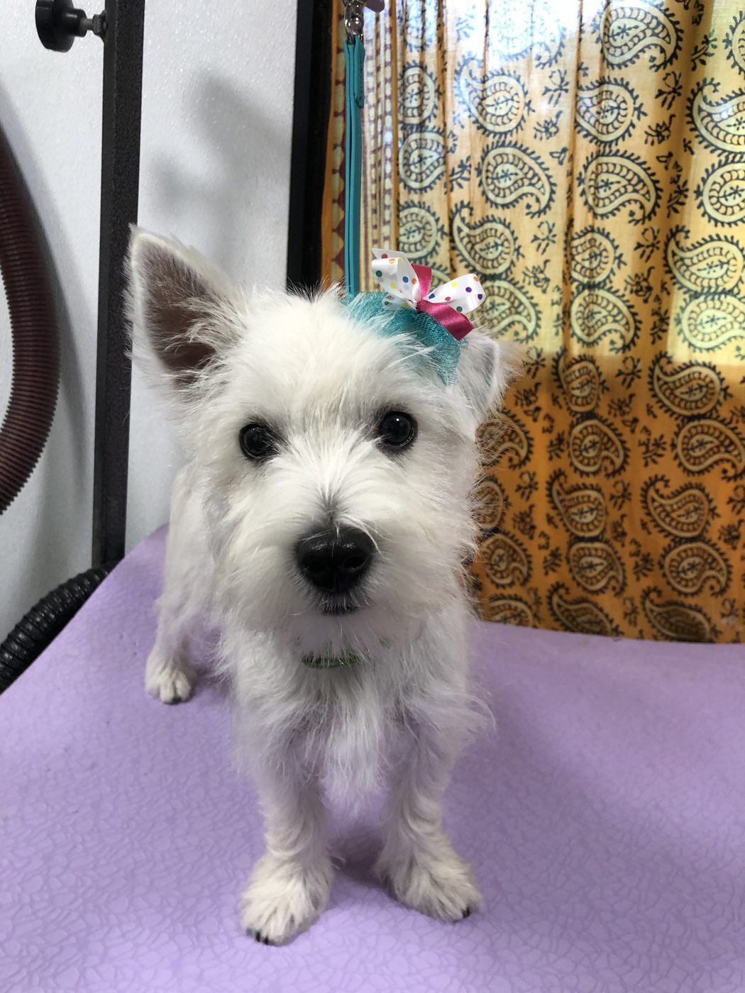 West Highland White Terrier with a bow