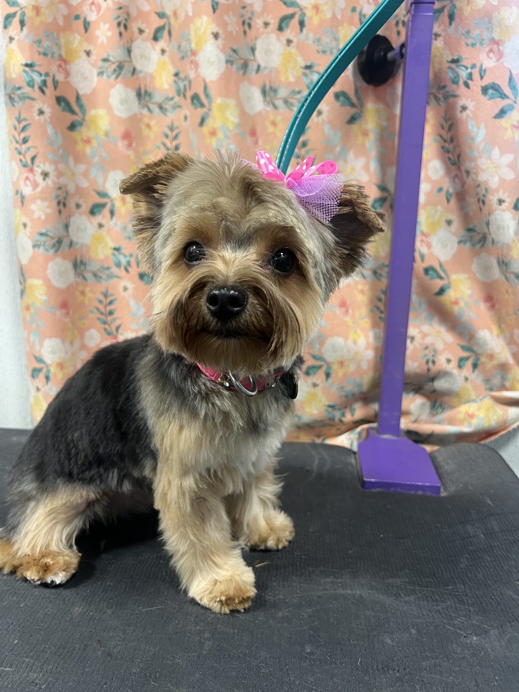 Yorkie with a pink bow after grooming