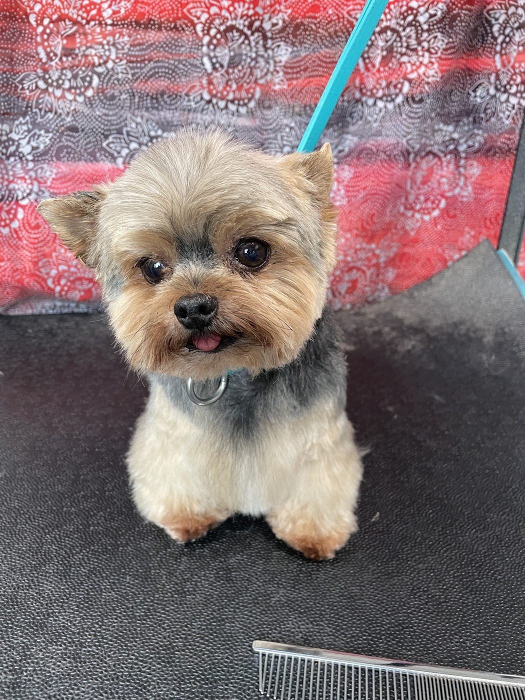 Smiling Yorkie after grooming